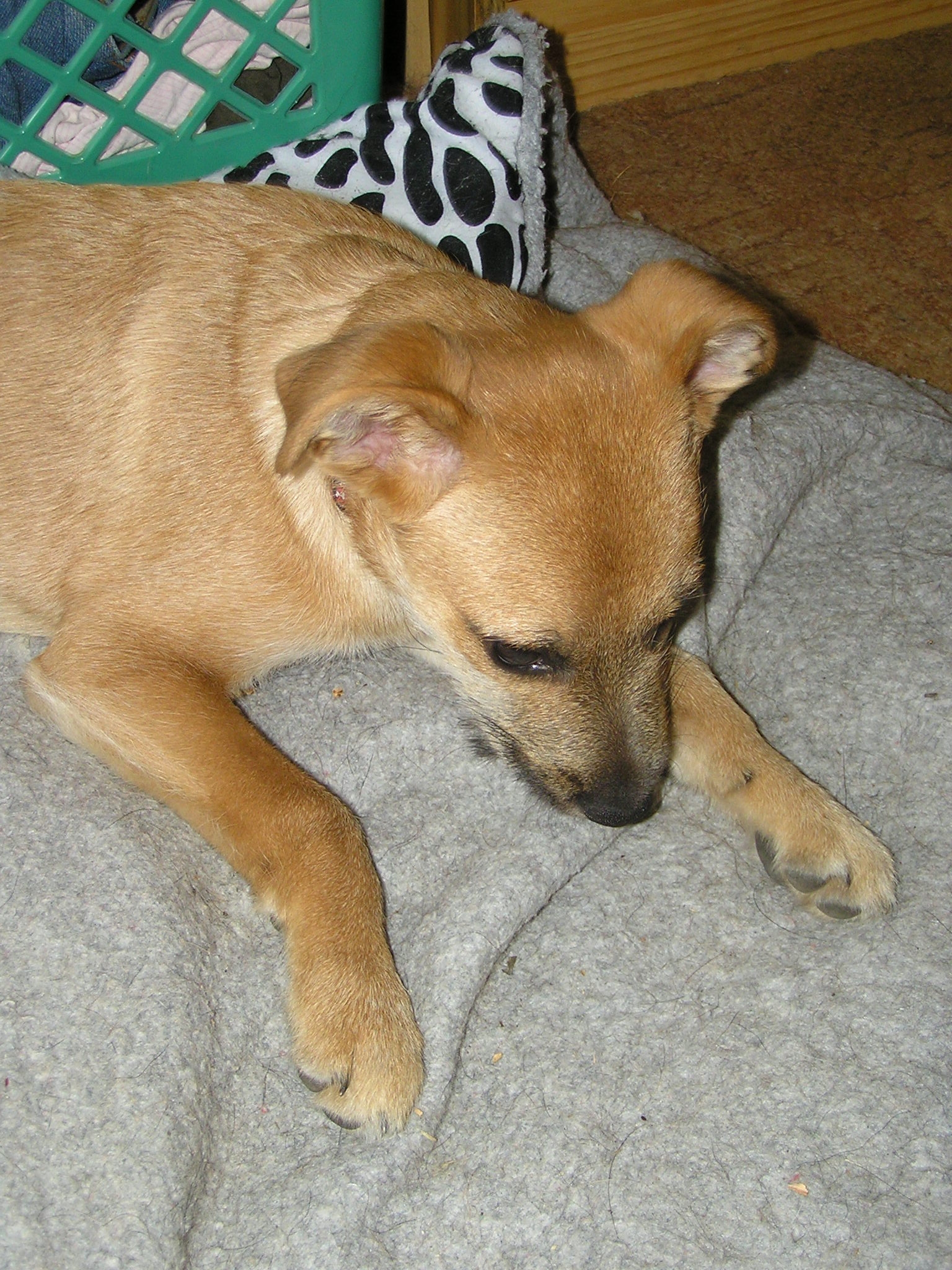 VOJTA